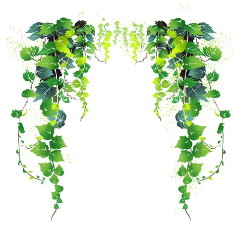 Vine PNG Images, Download 1000+ Vine PNG Resources with Transparent