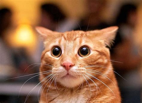 Удивленный кот (82 лучших фото)