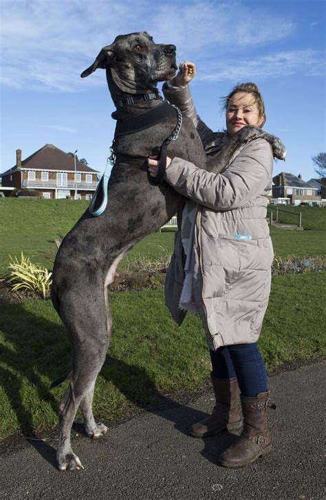 great-dane-and-woman - All Big Dog Breeds