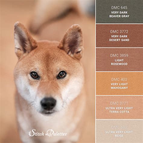 shiba inu colors explained jsope