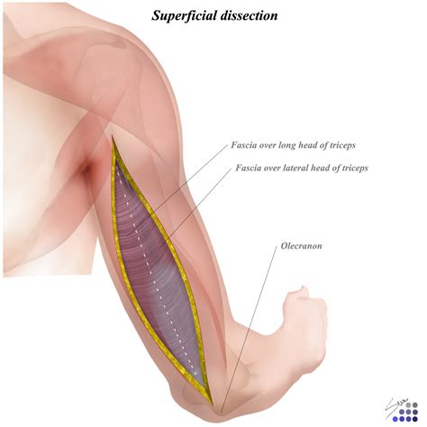 Posterior Approach to Humerus - Approaches - Orthobullets