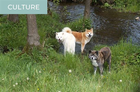 Are Kishu Rare In Japan