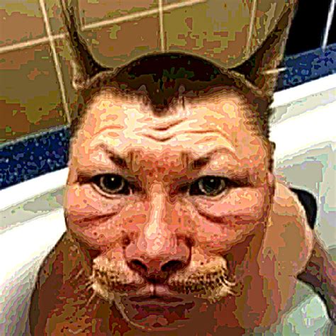 Создать мем "животные юмор, кот олег монгол, смешные лысые коты ...