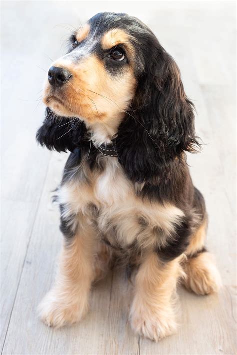 English Cocker Spaniel Black And Tan Brown English Cocker Spaniel Dog