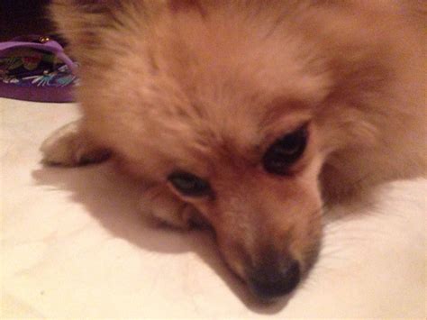 Pomeranian x Japanese Spitz