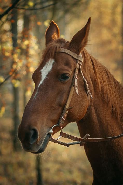 Рыжая лошадь в осеннем лесу | Horses, Animals images, Animals