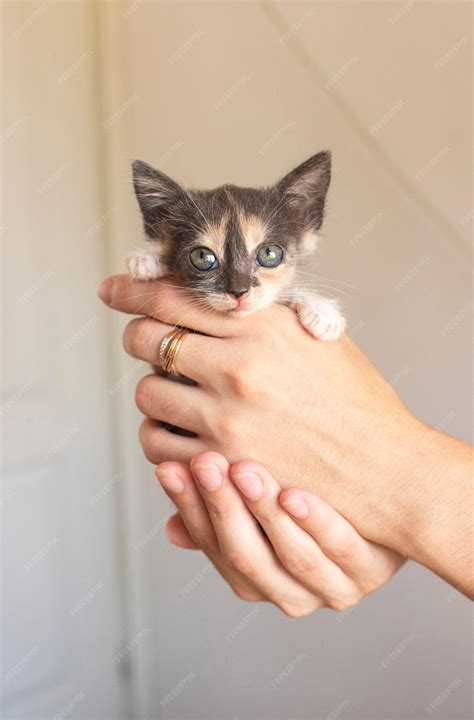 shelter for stray cats 2