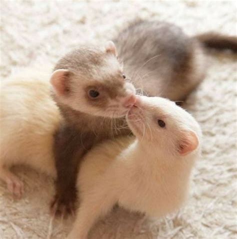 Adorable Ferrets Sitting Together