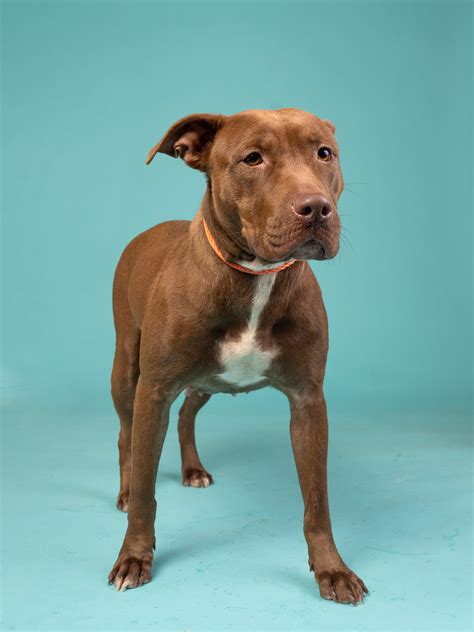 fulton county animal services georgia 5