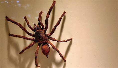 What is The World's Biggest Spider Ever Found?