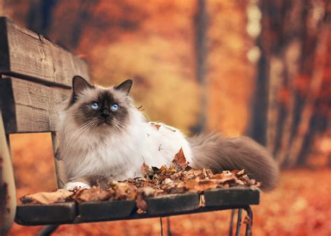 cats hair fall 10