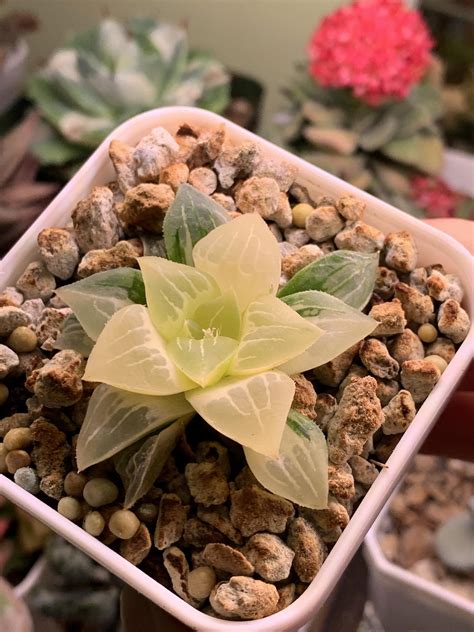 Time to intervene : r/haworthia