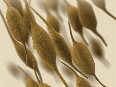 BioCLIA 500 and BioCLIA 6500 for Autoimmunity testing - Launch Diagnostics