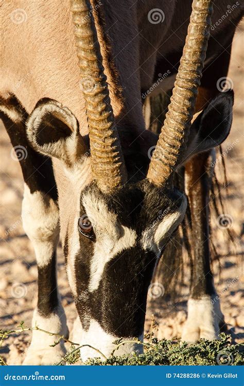 Gemsbok Antelope stock photo. Image of native, horn, gemsbok - 74288286