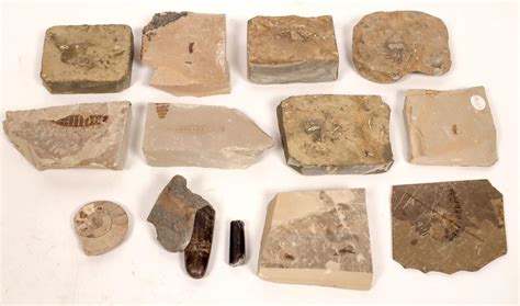 Fossilized Insects/Bugs [150818]