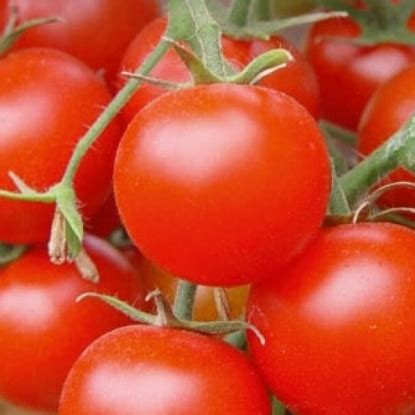Семена томатов (помидоров) купить в Минске, по Беларуси почтой