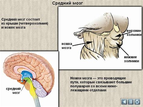 Головной мозг, его строение и функции - online presentation