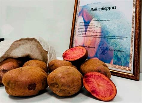 Новый сорт картофеля «Вайлдберриз» вывели учёные Беларуси - Как тут жить.