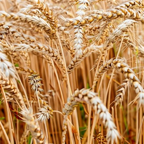 Premium Photo | Wheat harvest