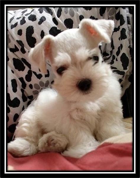 All White Schnauzer Shop | www.danzhao.cc