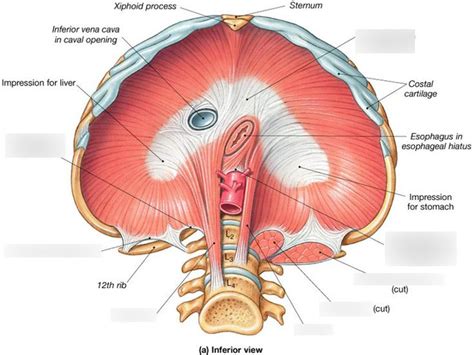 unit  diaphragm diagram quizlet