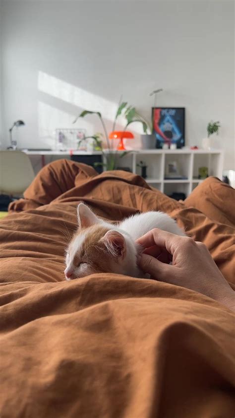 Котик рыжий, милый, белый | Instagram photo, Photo and video, Instagram
