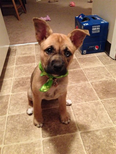 Husky boxer mix - garetsky