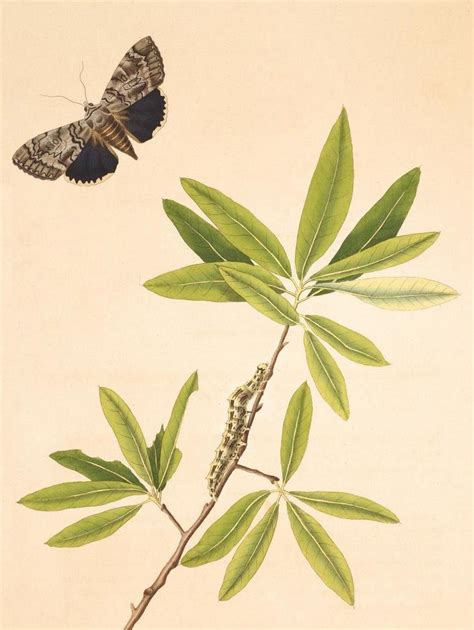 BibliOdyssey: Georgia Insects