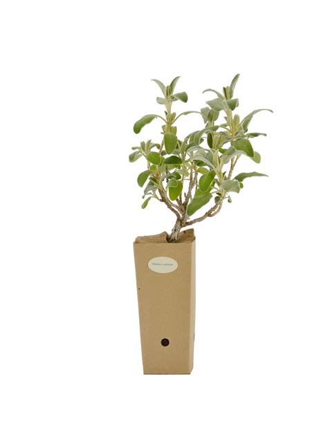 Phlomis x cytherea | BotanicalDryGarden