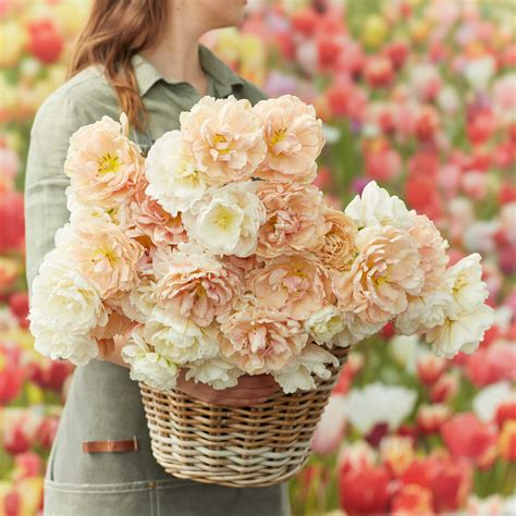 Tulip Bulbs - Hint of Sugar Mix - www.greenthumbgear.com