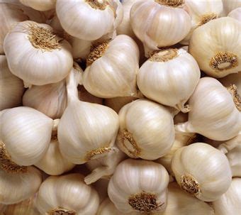 Garlic: The Cure-All Herb | Medicinal Plants