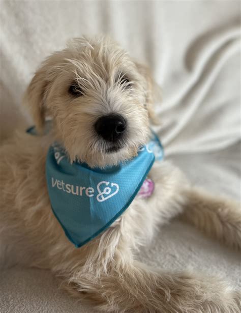 Meet our incredible Claims Team! | Vetsure | Life time pet insurance