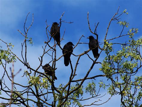 Free photo: Black Raven - Animal, Bird, Black - Free Download - Jooinn