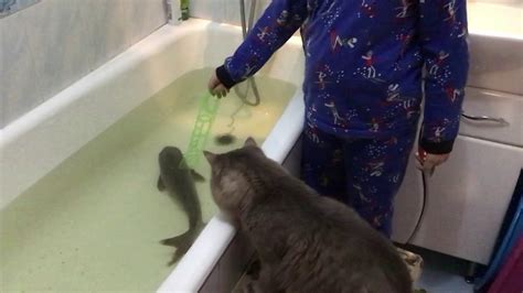 Котик рыбак👍 - YouTube
