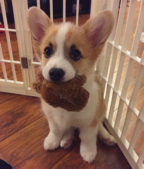 I've got my toy! Can we play now? Baby Corgi, Cute Corgi Puppy, Cute