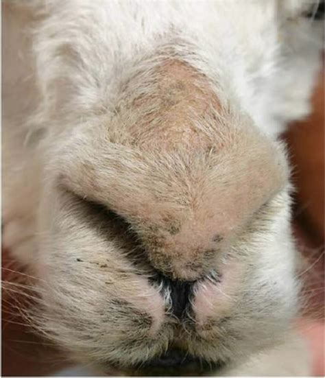 Image:Mild sarcoptic mange, alpaca-MSD Veterinary Manual