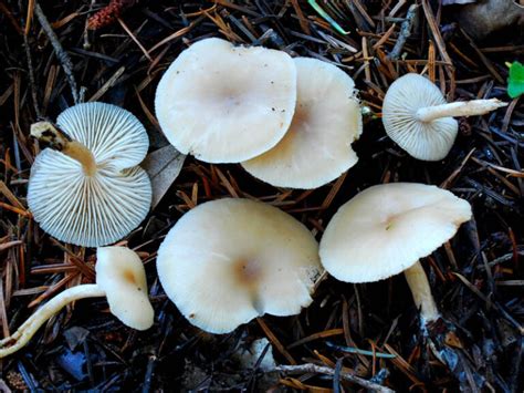Говорушка благоухающая (Clitocybe fragrans) описание фото