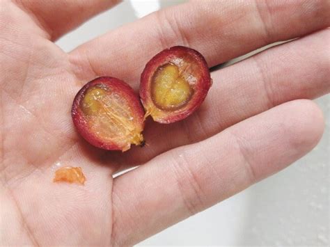 What is a Coffee Cherry? And how does it Taste? | The Coffee Chronicler