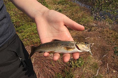 Päiväseltään vuorille kalaan - PARTIOAITTA BLOGI