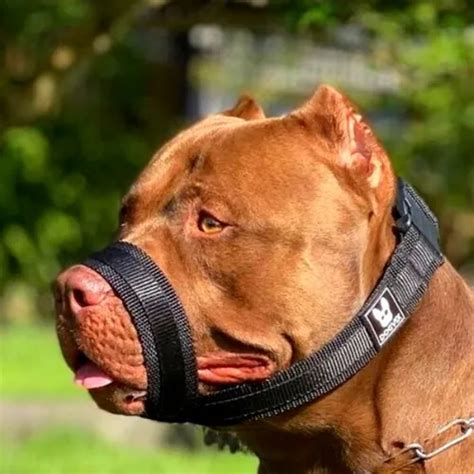 Focinheira Para Pit Bull - Focinheira Dogvix Solução Perfeita Para Seu Cachorro Pitbull ...
