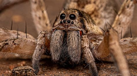 common wolf spider  alikes   find  home