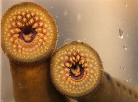 hordes  invasive blood sucking sea lampreys   great