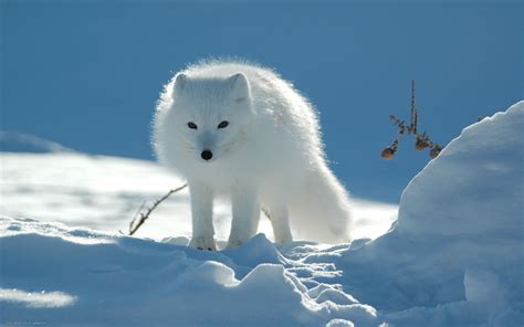 winter animal wallpapers wallpapersafari