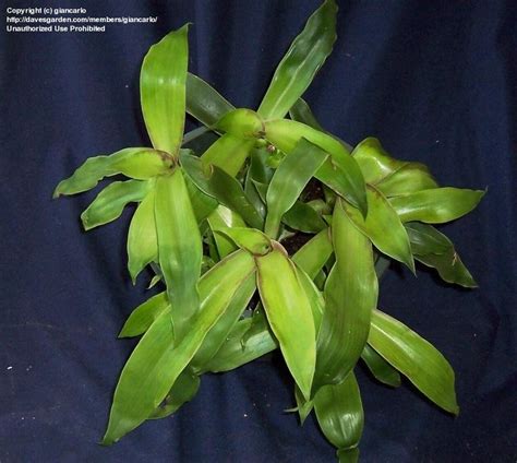 PlantFiles Pictures: Callisia Species, Basket Plant, Chain Plant, Inch ...
