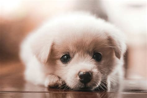Close Up Photo of Dog · Free Stock Photo