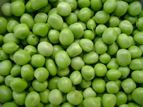 pea 2 Free Stock Photo | FreeImages