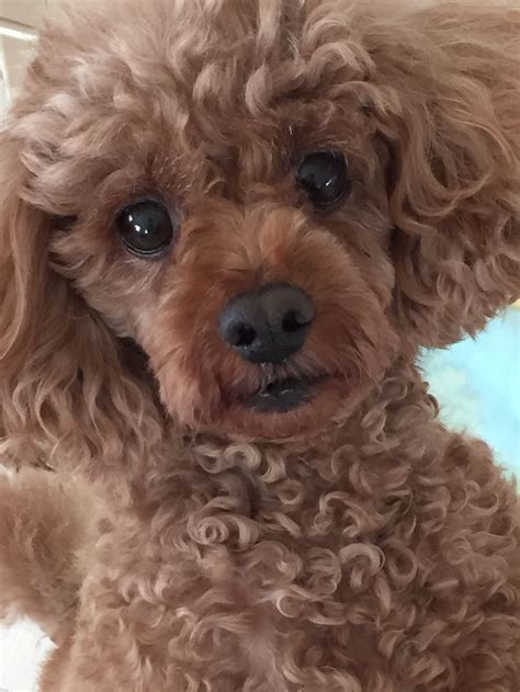 Brown Poodle Sitting on Bed