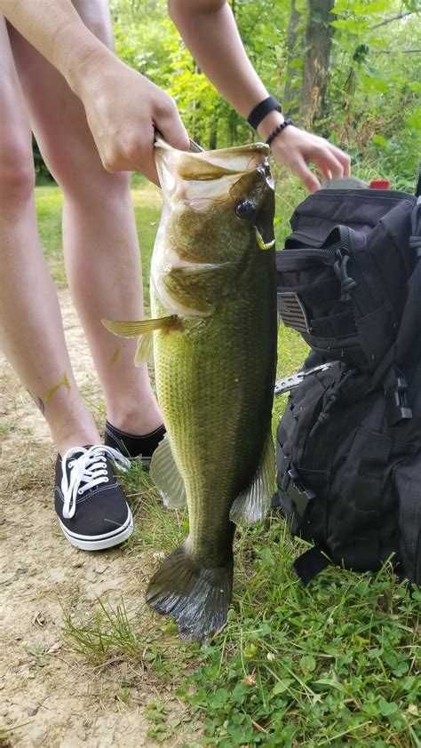 A regular white sucker (bottom) and a shiny white sucker (top) : r