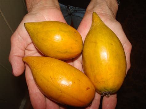Polynesian Produce Stand : ~CANISTEL~ FRUIT TREE Yellow SAPOTE Pouteria ...