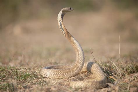 100+ Best Cobra Photos · 100% Free Download · Pexels Stock Photos